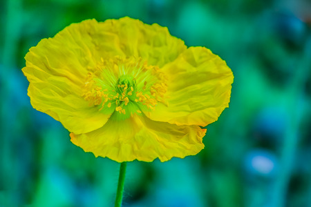 Beautiful yellow Stylophorum diphyllum (celandine-poppy, wood poppy, poppywort) flower on green background in the morning garden. Yellow Welsh poppy (Meconopsis cambrica) flower in the nature.の写真素材