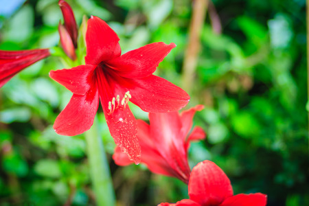 Beautiful red flower on green background in the garden with scientific named Hippeastrum johnsonii Bury.の写真素材