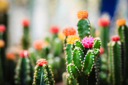 Colorful cute cactus in pot for sale at the tree market.の写真素材