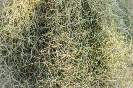 Closeup Tillandsia usneoides or spanish moss background. Selective focus