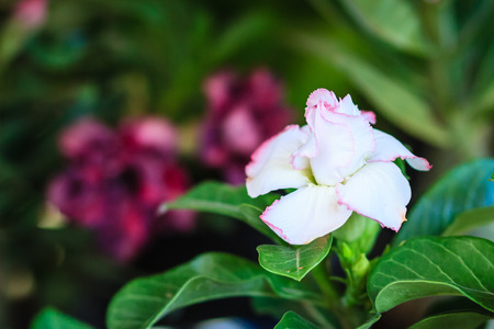 Beautiful hybrid Adenium Obesum (Desert rose) white layers flower for sale at the tree market.の写真素材
