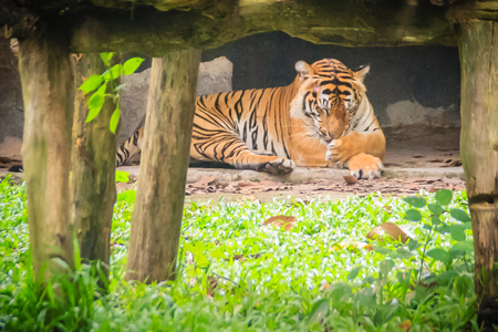 Cute Corbetts tiger (Panthera tigris corbetti) in the forest, also known as the Indochinese, or Malayan tiger.の写真素材