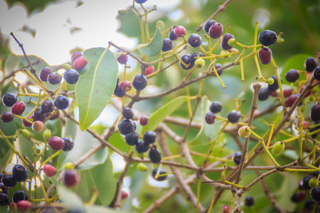 Organic purple Syzygium cumini fruits on tree. Syzygium cumini, known as jambul, jambolan, jamblang or jamun, is an evergreen tropical tree.のeditorial素材