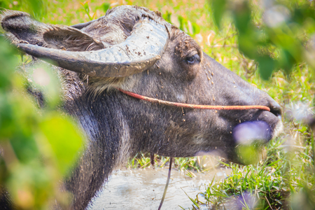 Black big water buffalo is relaxing in the swamp in the forest. Asian buffalo lying in a swamp on a summer day.の写真素材