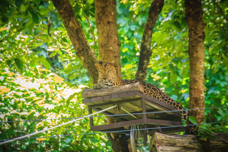 Leopard (Panthera pardus) is relaxing on the scaffold ambush on the trees for the hunter to snipe in...