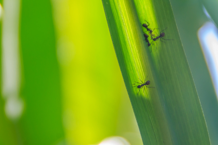 Green sugarcane leaf background with black small ants and selective focus. Group of black small ants is perched on the green sugar cane leave, sweet and nature concept.の写真素材