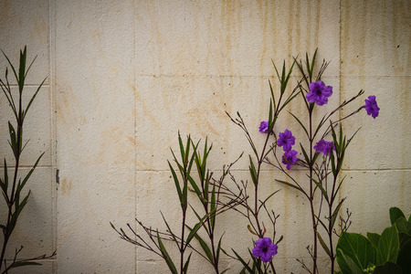 Bush of purple flower on grungy wall background.の写真素材