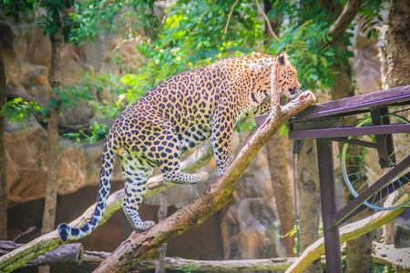 Leopard (Panthera pardus) is climbing on the scaffold on the trees. The leopard is one of the five "big cats" in the genus Panthera. It is a member of the family Felidae.の写真素材