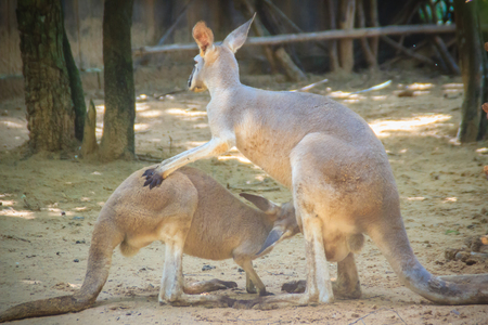 Cute kangaroo marsupial from the family Macropodidae mammal animalの写真素材