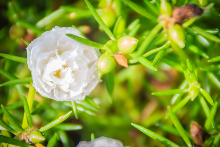 Beautiful white portulaca oleracea flower, also known as common purslane, verdolaga, little hogweed, red root, or pursley.の写真素材
