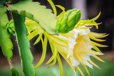 Beautiful dragon fruit flower is blooming with young green dragon fruit bud on tree. Organic raw green dragon fruit flower hanging on tree.の写真素材