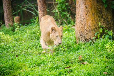 Cute white lion (Panthera leo), one of the big cats in the genus Panthera and a member of the family Felidae. The commonly used term African lion collectively denotes the several subspecies in Africa.の写真素材