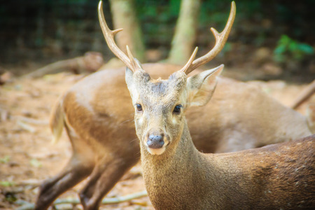 Cute Indian hog deer (Hyelaphus porcinus), a small deer whose habitat ranges from Pakistan, through northern India, to mainland southeast Asia.の写真素材