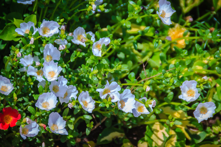 Beautiful white portulaca oleracea flower, also known as common purslane, verdolaga, little hogweed, red root, or pursley.の写真素材