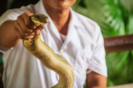 A man using the unique ability to catch a king cobra snake with bare hand. The king cobra (Ophiophagus hannah), also known as hamadryad, is the largest venomous snake species in the world.の写真素材