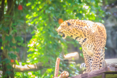 Angry leopard (Panthera pardus) is roaring on the scaffold on the trees. The leopard is one of the five "big cats" in the genus Panthera. It is a member of the family Felidae.の写真素材