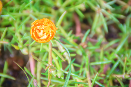 Beautiful yellow portulaca oleracea flower, also known as common purslane, verdolaga, little hogweed, red root, or pursley.の写真素材