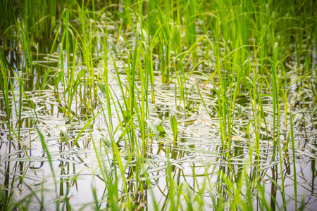Monochoria vaginalis weed grass, a serious weed in rice fields. It is a species of flowering plant in the water hyacinth family and also known as heartshape false pickerelweed and oval-leafed pondweedの写真素材