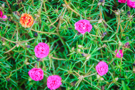 Beautiful pink portulaca oleracea flower, also known as common purslane, verdolaga, little hogweed, red root, or pursley.の写真素材