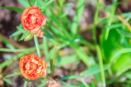 Beautiful red portulaca oleracea flower, also known as common purslane, verdolaga, little hogweed, red root, or pursley.の写真素材