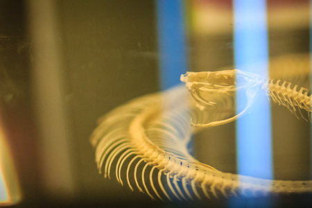 Snake skeleton of Malayan pit viper (Calloselasma rhodostoma), very dangerous snake.の写真素材