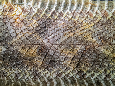 Dried snake skin of Malayan pit viper (Calloselasma rhodostoma) for background. Calloselasma rhodostoma snake also known as Malayan/Malaysian Pit Viper, dangerous snake in Thailand and Southeast Asia.の写真素材