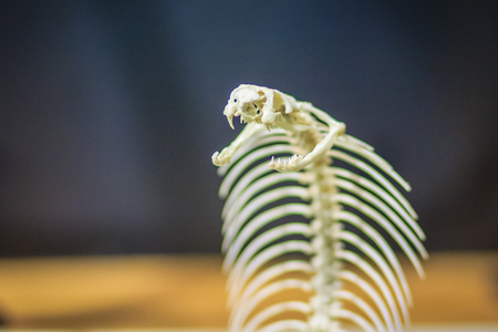 Snake skeletons of monocled cobra (Naja kaouthia), also called monocellate cobra, is a cobra species widespread across South and Southeast Asia.の写真素材