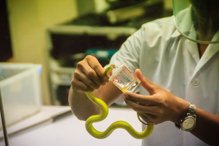 Milking green pit viper (Trimeresurus) snake for venom to produce snake antidote serum