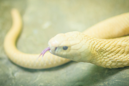 The monocled cobra (Naja kaouthia), also called monocellate cobra, is a cobra species widespread across South and Southeast Asia.の写真素材