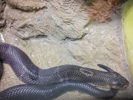 The monocled cobra (Naja kaouthia), also called monocellate cobra, is a cobra species widespread...