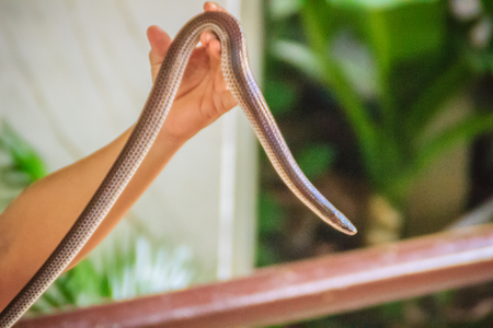 People use bare hand catch the Xenopeltis unicolor, a non-venomous sunbeam snake species found in...