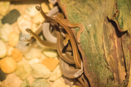 Group of water snakes (Homalopsidae) and their common name are water snakes, Indo-Australian water snakes, mud snakes, bockadam, ular air, and all are mildly venomous.の写真素材