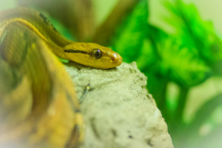 Dog-toothed cat-eye (Boiga cynodon) in the snake farm. Boiga cynodon, commonly known as the dog-toothed cat snake, is a nocturnal species of rear-fanged colubrid snake endemic to Asia.の写真素材
