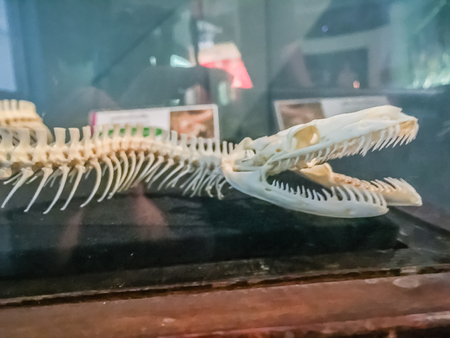 Snake skeleton of Reticulated python (Python reticulatus). The reticulated python (Python reticulatus) is a species of python found in Southeast Asia.の写真素材
