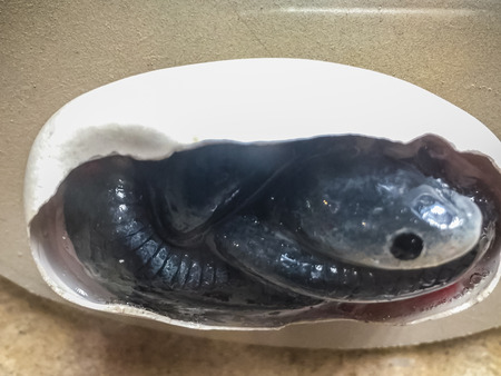 Underdeveloped embryo of snake in the egg.の写真素材