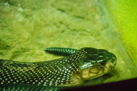 The monocled cobra (Naja kaouthia), also called monocellate cobra, is a cobra species widespread...