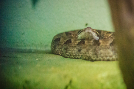 Calloselasma rhodostoma snake also known as Malayan/Malaysian Pit Viper, dangerous snake in Thailand...