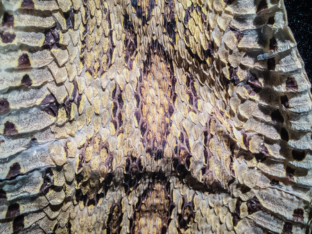 Dried snake skin of Siamese russell's viper (Daboia siamensis) for background. Daboia siamensis is a venomous viper species that is endemic to parts of Southeast Asia, southern China and Taiwan.の写真素材