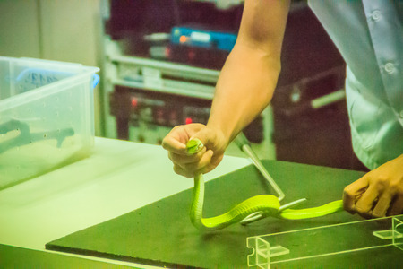 Using snake catching tool to catch the green pit viper snake for milking it's venom to produce antidote serumの写真素材