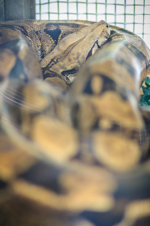 The boa constrictor, also called the red-tailed boa or the common boa, is a species of large,...