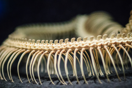 Snake skeletons of Reticulated python (Python reticulatus). The reticulated python (Python reticulatus) is a species of python found in Southeast Asia.
