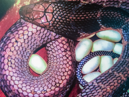 The king cobra (Ophiophagus hannah), also known as hamadryad, is a species of venomous snake in the...