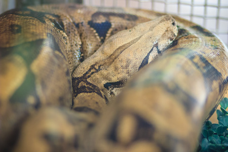 The boa constrictor, also called the red-tailed boa or the common boa, is a species of large, heavy-bodied snake that is frequently kept and bred in captivity.の写真素材