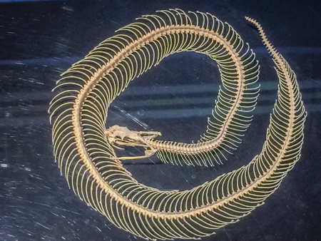 Snake skeleton of Malayan pit viper (Calloselasma rhodostoma), very dangerous snake.の写真素材