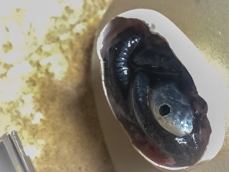 Underdeveloped embryo of snake in the egg.の写真素材
