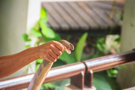 A man using the unique ability to catch a king cobra snake with bare hand. The king cobra (Ophiophagus hannah), also known as hamadryad, is the largest venomous snake species in the world.の写真素材