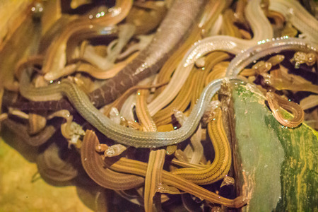 Group of water snakes (Homalopsidae) and their common name are water snakes, Indo-Australian water snakes, mud snakes, bockadam, ular air, and all are mildly venomous.の写真素材