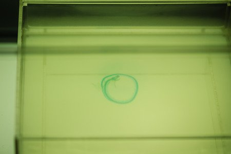 Underdeveloped embryo of monocled cobra (Naja kaouthia) snake in the egg.の写真素材