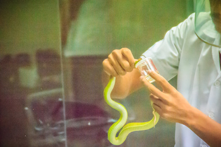 Milking green pit viper (Trimeresurus) snake for venom to produce snake antidote serumの写真素材
