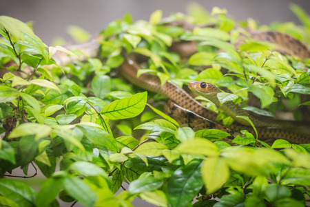 Cute Indochinese rat snake (Ptyas korros) is slithering on tree with green leaves background....